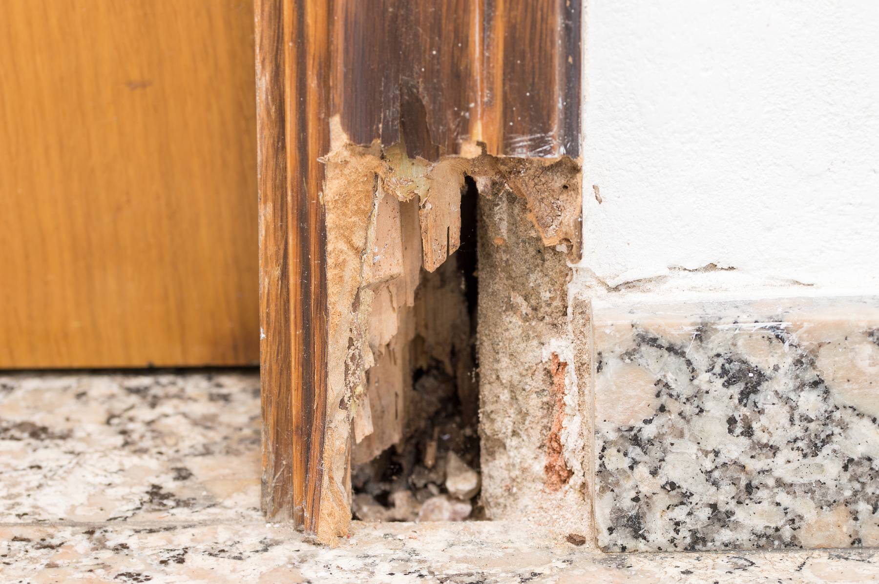 Termite Inspection